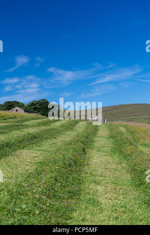 Appena falciata altopiano di Prato in Yorkshire Dales, UK. Foto Stock