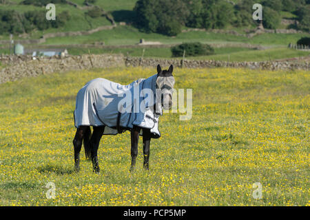 Cavallo in pascolo indossando un flyrug e fly di protezione sul suo volto. North Yorkshire, Regno Unito. Foto Stock