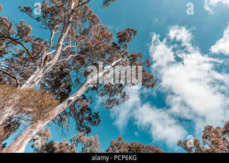 Guardando il gomma rossa albero canopy e cieli Foto Stock