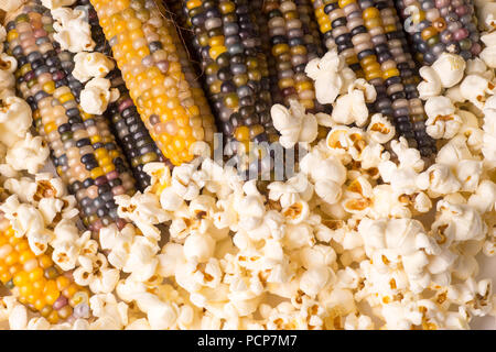 Mazzetto di fase organica essiccata variopinto sulla pannocchia di mais pronto a pop pop corn o rendere grinta con già scoppiato popcorn Foto Stock