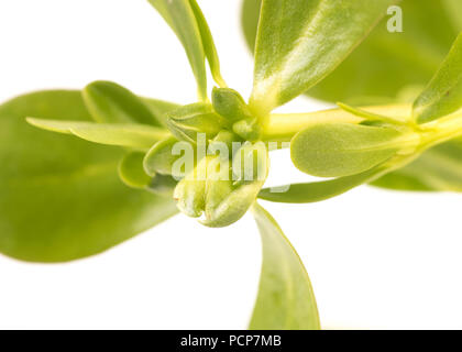 Organico verde sano Purslane isolati su sfondo bianco Foto Stock