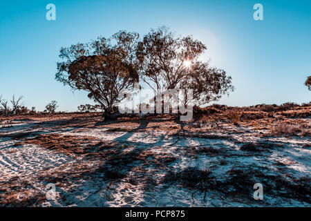 Sole che splende attraverso gli alberi in Sud Australia Foto Stock