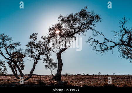 Sole che splende attraverso gli alberi in Sud Australia Foto Stock