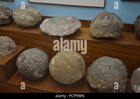 Fossili di uova di dinosauro trovate dal Gujarat, Museo di geologia, ISI, Kolkata Foto Stock