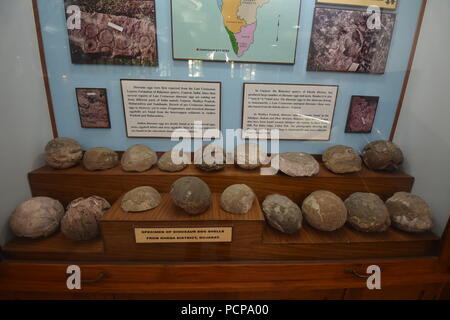 Fossili di uova di dinosauro trovate dal Gujarat, Museo di geologia, ISI, Kolkata Foto Stock