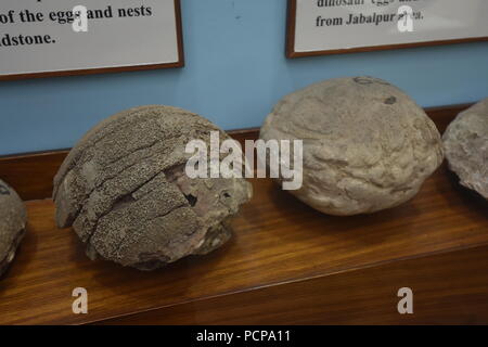 Fossili di uova di dinosauro trovate dal Gujarat, Museo di geologia, ISI, Kolkata Foto Stock