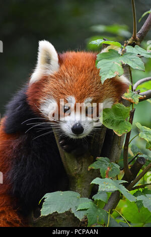 Close up ritratto di un simpatico panda rosso sul green tree, guardando la fotocamera a basso angolo di visione Foto Stock