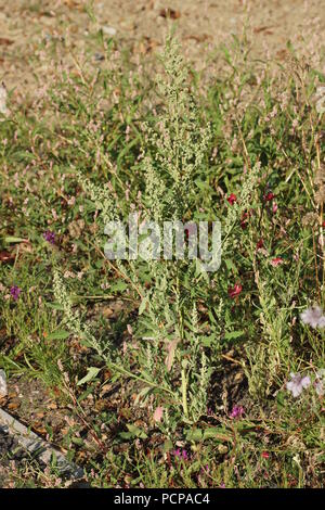 Chenopodium ficifolium Foto Stock