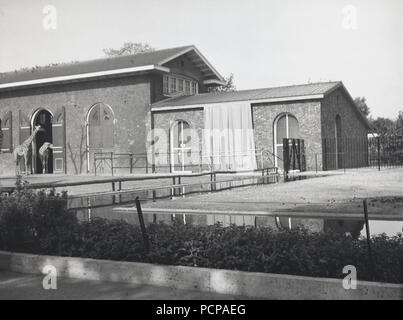 Anni sessanta, immagine mostra due giraffe in corrispondenza di un ingresso della giraffa house presso lo zoo di Londra (ZSL). Costruito nel 1836, è ancora utilizzata per gli animali oggi, e così è il più antico zoo edificio del mondo ancora utilizzato per il suo scopo originale. Foto Stock