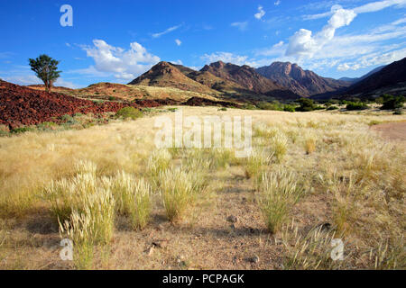 Paesaggio del monte Brandberg con pianure erbose e alberi, Namibia Foto Stock