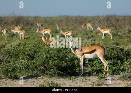 Allevamento di springbok antilopi (Antidorcas marsupialis), il Parco Nazionale di Etosha, Namibia Foto Stock