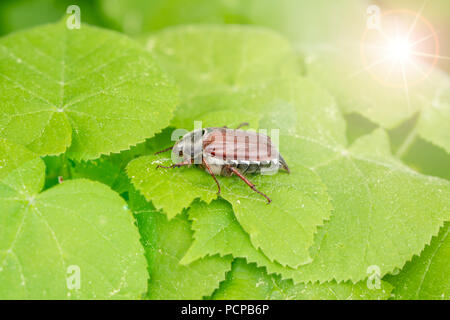 Può beetle insetto sulla lamina Foto Stock