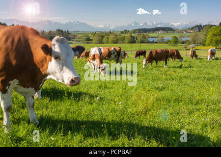 Mandria di mucche al pascolo nella regione Allgäu, Bavaria Foto Stock