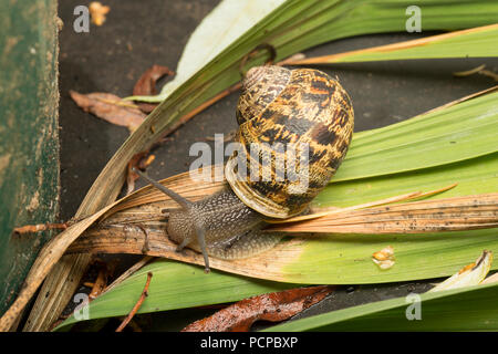 Un giardino lumaca, Helix Aspersa/Cornu aspersum, strisciare in una zona per impianti di incapsulazione di notte in un giardino in Lancashire North West England Regno Unito GB. Il Foto Stock