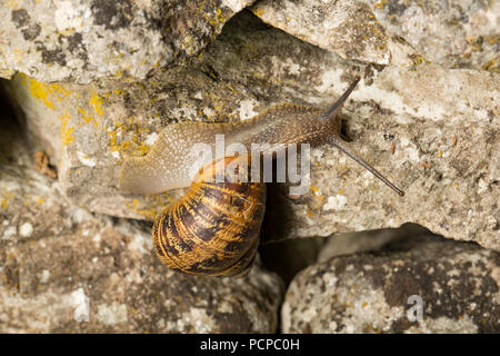 Un giardino lumaca, Helix Aspersa/Cornu aspersum strisciando su un rockery in un giardino in Lancashire, North West England Regno Unito GB Fotografato di notte. Si tratta di pronto soccorso Foto Stock