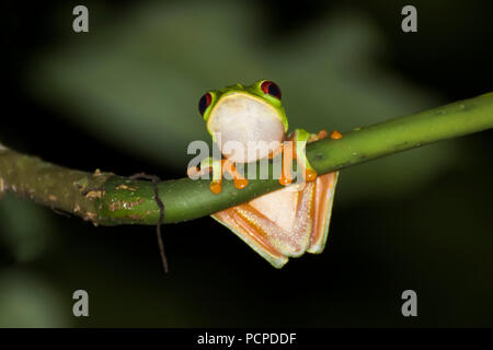 Con gli occhi rossi Raganella aggrappandosi al ramo Close Up Foto Stock