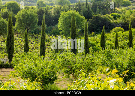 Lania, Cipro. Maggio 2018. Una vista tipica della campagna al di fuori del villaggio tradizionale di Omodos a Cipro. Foto Stock