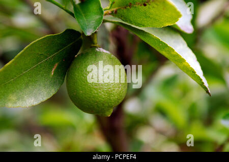 Key Lime - Citrus aurantiifolia Limettier - Lime Foto Stock