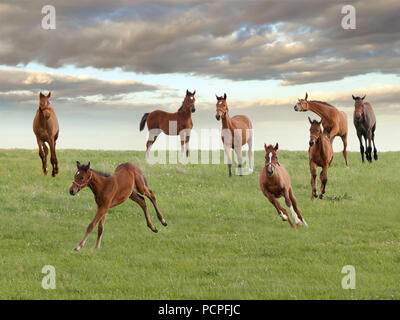 Cavalli in un campo Foto Stock