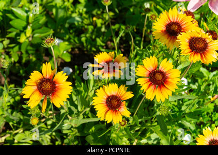 Solare geliopsis fiore in giardino su sfondo verde foglio Foto Stock