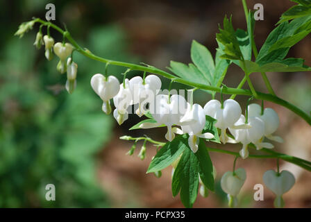 Blooming bianco Cuore di spurgo impianto con fiori. Foto Stock