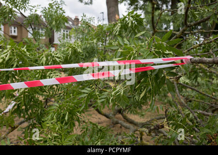 Luci di nastro è avvolto intorno a un grande ramo di un 100 anno-vecchio albero di cenere in piena foglia che come staccata e caduti durante la notte forti venti che seguì la canicola del Regno Unito che si è conclusa nel corso del fine settimana, il 29 luglio 2018, a Londra, in Inghilterra. Foto Stock