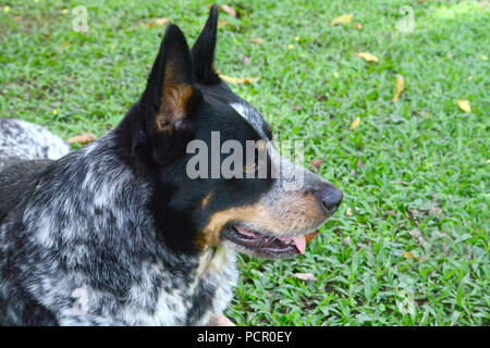 Bellissime Miniature pinscher maschio posa sull'erba Foto Stock