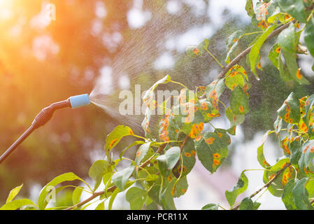 Asportazione delle ovaie albero nel giardino con acqua o prodotti fitosanitari quali pesticidi contro le malattie e i parassiti Foto Stock