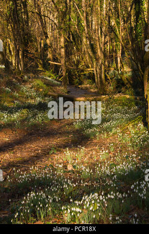 Banche di bucaneve nel nord Hawkwell boschi 'Snowdrop Valle' vicino Wheddon Croce nel Parco Nazionale di Exmoor nel Somerset, Inghilterra, Regno Unito Foto Stock