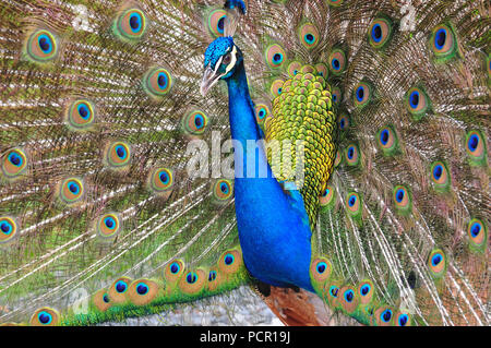 Primo piano di un bellissimo pavone maschio visualizzando il suo bellissimo piumaggio Foto Stock