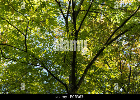 Albero di giapponese Zelkova serrata nel parco con la luce solare e t runk Foto Stock