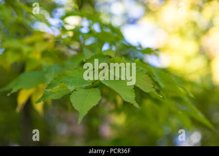 Foglie di giapponese Zelkova serrata close up Foto Stock