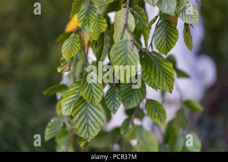 Di Fagus silvatica pendula faggio close up Foto Stock
