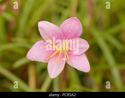 Ripresa macro di un fiore lilly con sfondo verde Foto Stock