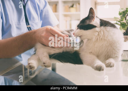Vet esaminando un gatto con uno stetoscopio Foto Stock