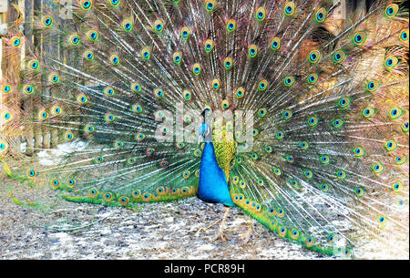 Blu pavone, corteggiamento, diffondendo la coda Foto Stock