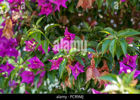 Il Bougainvillea spectabilis glabra nyctaginaceae vegetali dal Brasile Foto Stock