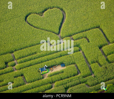 Cuore nel campo di grano, mais labirinto in un campo di mais in Herten, percorsi nel campo di grano, cuore verde, forma di cuore, a forma di cuore, Herten, la zona della Ruhr, Nord Reno-Westfalia, Germania Foto Stock