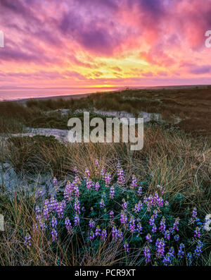 Tramonto, Lupin, Limantour Beach, Point Reyes National Seashore, California, Marin County, California Foto Stock