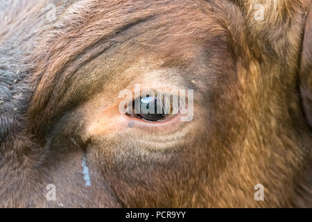 Occhio di mucca che piange. Primo piano dell'occhio di una mucca con lacrime dal dotto lacrimale. Benessere degli animali. Vegani. Orizzontale. Spazio di copia Foto Stock