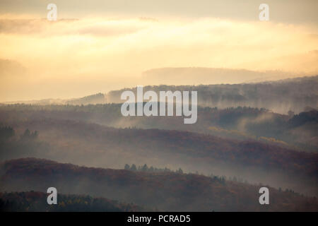 Le foreste del medio Reno Taunus nella nebbia, Taunus, foresta, Dachsenhausen, Rheintal, Renania-Palatinato, Germania Foto Stock
