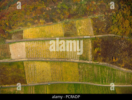 Vigneto Forstberg, Leutesdorf, parrocchia Neuwied, Valle del Reno con i suoi vigneti e golden foglie di vite, vigneti, Valle del Reno, Renania-Palatinato, Germania Foto Stock