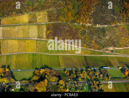 Vigneto Forstberg, Leutesdorf, parrocchia Neuwied, Valle del Reno con i suoi vigneti e golden foglie di vite, vigneti, Valle del Reno, Renania-Palatinato, Germania Foto Stock