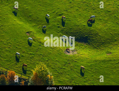 Nero Rosso piedand pied vacche su un pascolo, allevamento di bestiame, Arnsberg, Arnsberg-Neheim, Sauerland, Nord Reno-Westfalia, Germania Foto Stock