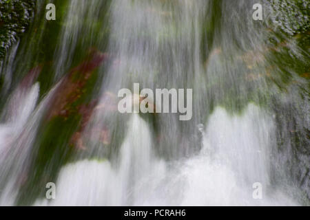 Dixon cade nel Fundy National Park in New Brunswick, Canada Foto Stock