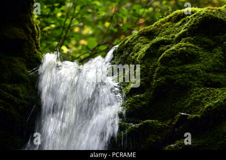 Dixon cade nel Fundy National Park in New Brunswick, Canada Foto Stock