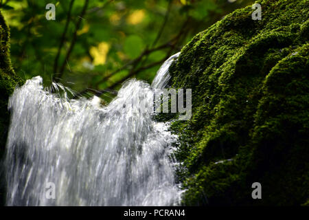 Dixon cade nel Fundy National Park in New Brunswick, Canada Foto Stock