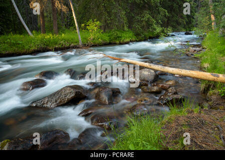 Jonas Creek nei pressi di Jonas Creek campeggio, il Parco Nazionale di Jasper, Alberta, Canada Foto Stock