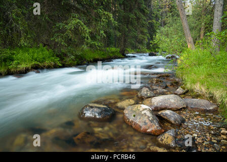 Jonas Creek nei pressi di Jonas Creek campeggio, il Parco Nazionale di Jasper, Alberta, Canada Foto Stock