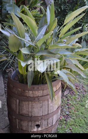 Outdoor Close Up di sano verde grande vegetali frondosi nel vecchio Barile di legno Foto Stock